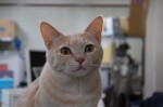 お母さん猫 ふたば