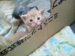 dsc00044 生後1日目の「はな」