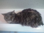 猫を洗う