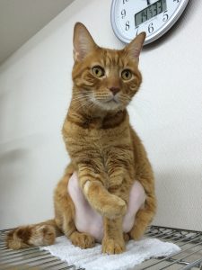 みるく部長からの年末の挨拶
