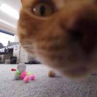 ドヤ！