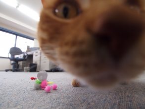 ドヤ!